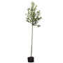 Appelboom 'Elstar' hoogstam